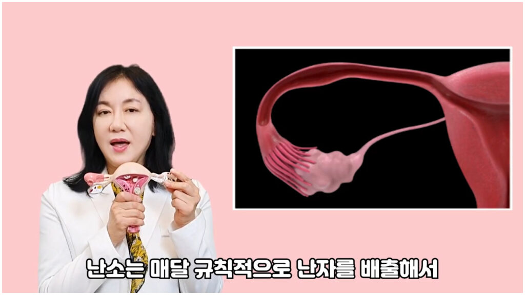 난소의 구조와 기능