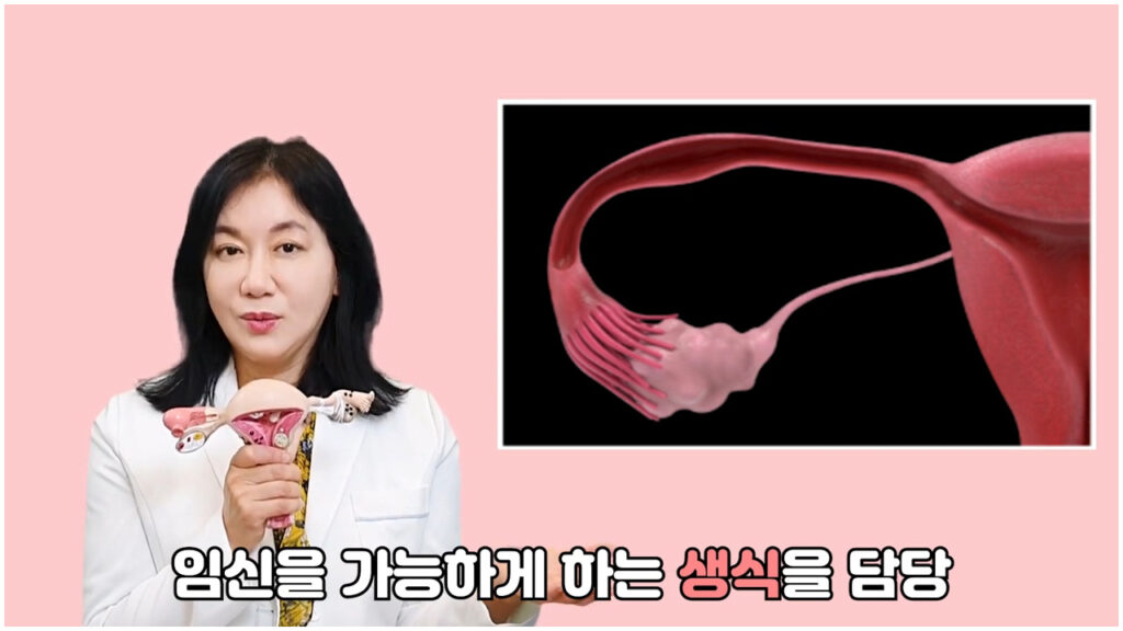 난소의 구조와 기능