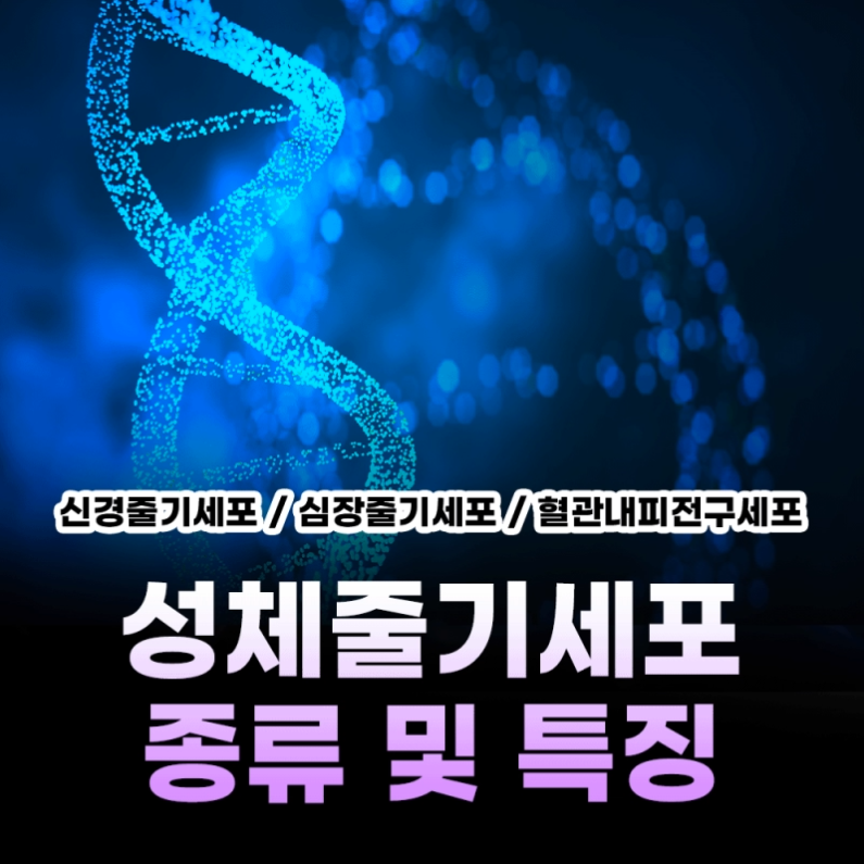 성체줄기세포 특징 및 종류 : 신경줄기세포 / 심장줄기세포 / 혈관내피전구세포