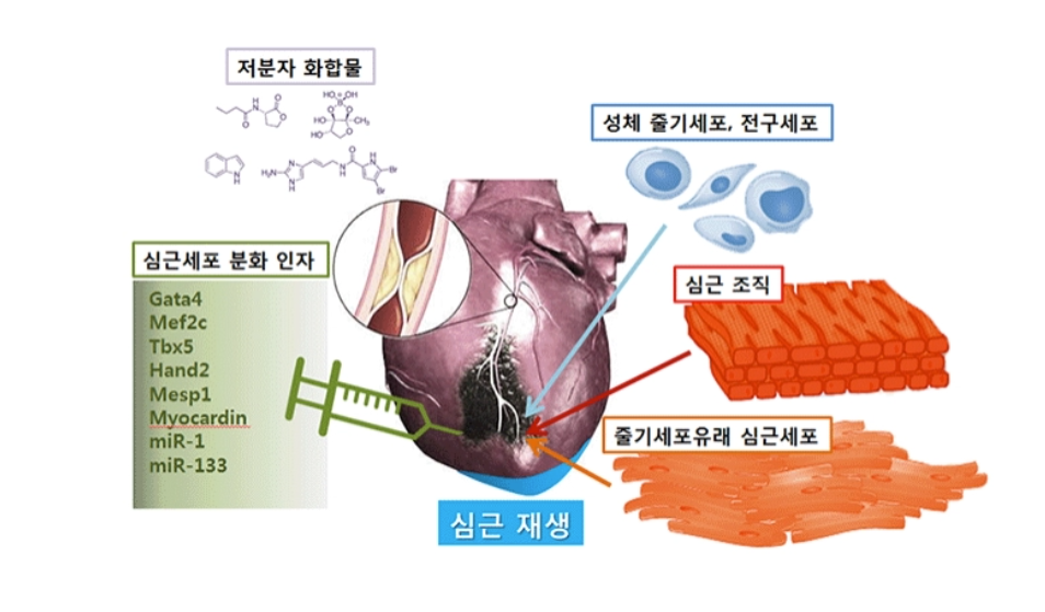 심장줄기세포(Cardiac Stem Cell, CSC)