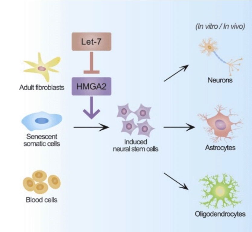 신경줄기세포(Neural Stem Cell, NSC)