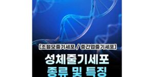 성체줄기세포 종류 및 특징 [조혈모줄기세포 / 중간엽줄기세포]