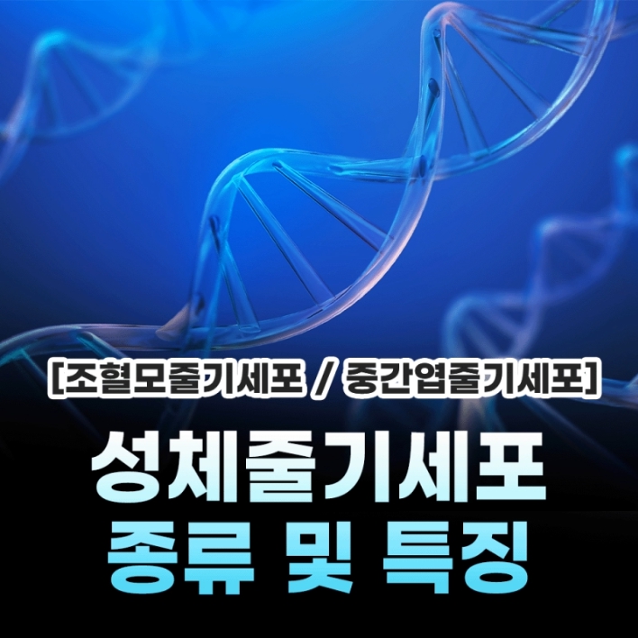 성체줄기세포 종류와 특징 : 조혈모줄기세포(HSC)와 중간엽줄기세포(MSC)